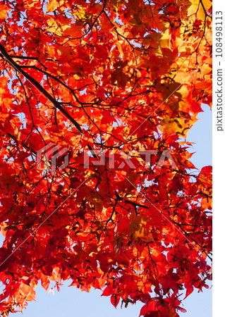 Bright red autumn leaves, an autumn tradition 108498113