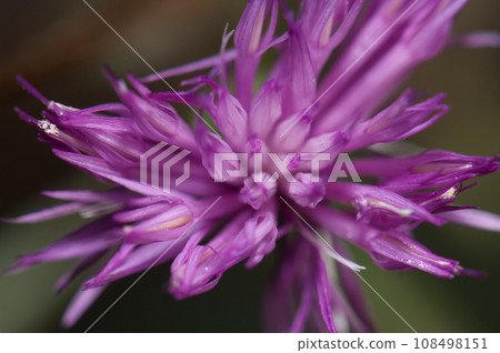 Flower of brown knapweed. Flower of brown knapweed. 108498151