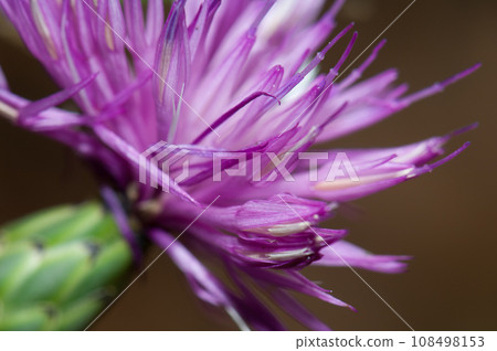 Flower of brown knapweed. Flower of brown knapweed. 108498153