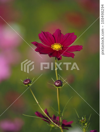 Red cosmos 108498294