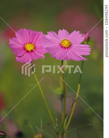 Pink cosmos flowers blooming in autumn field 108498295