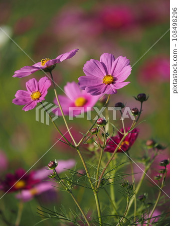 Pink cosmos blooming in the cosmos field 108498296