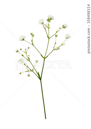 Small white gypsophila flowers isolated on white 108498314