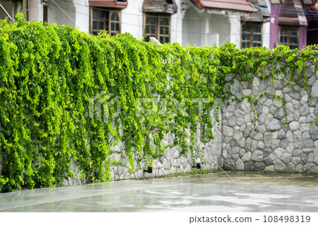 Lush green ivy is growing and covering granite stone wall house with neighborhood houses in the background in sunshine day. Lush green ivy is growing and covering granite stone wall house with neighborhood houses in the background in sunshine day. 108498319