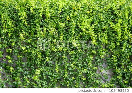 Lush green ivy is growing and covering granite stone wall house with neighborhood houses in the background in sunshine day. Lush green ivy is growing and covering granite stone wall house with neighborhood houses in the background in sunshine day. 108498320