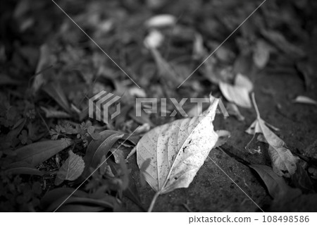 (Black and white photo) Carpet of fallen leaves 108498586