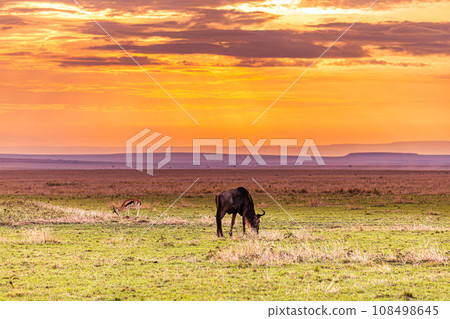 Kenya Landscape Sunset Sunrise Sundowner Wildlife animals savannah grassland wilderness hill shrubs great rift valley maasai mara national game reserve narok county kenya east africa 108498645