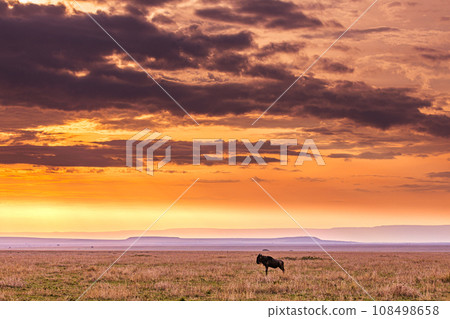 Kenya Landscape Sunset Sunrise Sundowner Wildlife animals savannah grassland wilderness hill shrubs great rift valley maasai mara national game reserve narok county kenya east africa 108498658