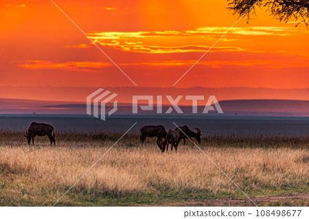 Kenya Landscape Sunset Sunrise Sundowner Wildlife animals savannah grassland wilderness hill shrubs great rift valley maasai mara national game reserve narok county kenya east africa 108498677