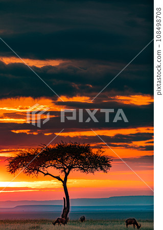 Kenya Landscape Sunset Sunrise Sundowner Wildlife animals savannah grassland wilderness hill shrubs great rift valley maasai mara national game reserve narok county kenya east africa 108498708
