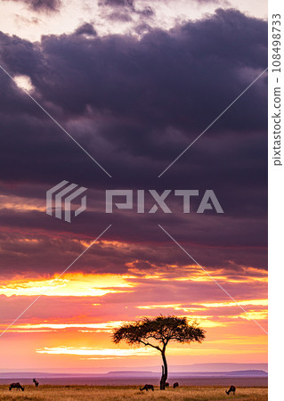 Kenya Landscape Sunset Sunrise Sundowner Wildlife animals savannah grassland wilderness hill shrubs great rift valley maasai mara national game reserve narok county kenya east africa 108498733