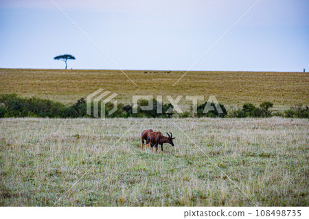 Kenya Landscape Sunset Sunrise Sundowner Wildlife animals savannah grassland wilderness hill shrubs great rift valley maasai mara national game reserve narok county kenya east africa 108498735