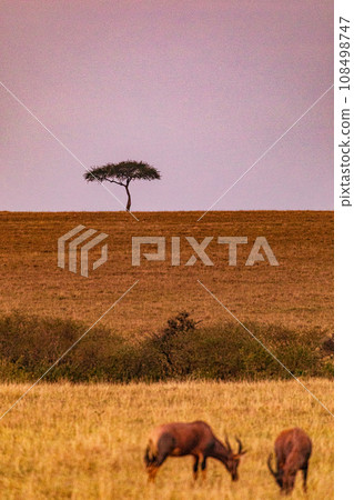 Kenya Landscape Sunset Sunrise Sundowner Wildlife animals savannah grassland wilderness hill shrubs great rift valley maasai mara national game reserve narok county kenya east africa 108498747