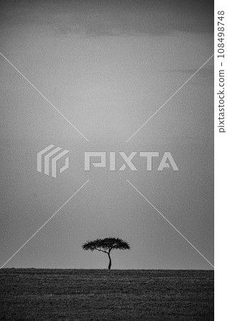 Kenya Landscape Sunset Sunrise Sundowner Wildlife animals savannah grassland wilderness hill shrubs great rift valley maasai mara national game reserve narok county kenya east africa 108498748