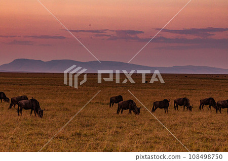 Kenya Landscape Sunset Sunrise Sundowner Wildlife animals savannah grassland wilderness hill shrubs great rift valley maasai mara national game reserve narok county kenya east africa 108498750