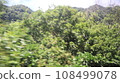 樹暇 108499078