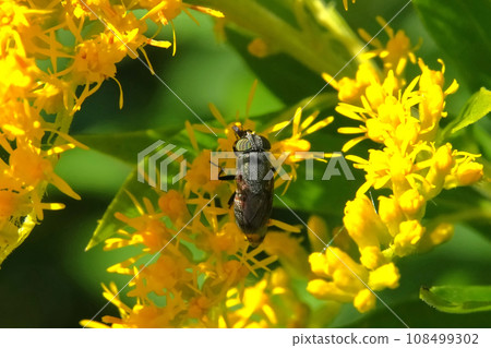 insect perched on flowers 108499302