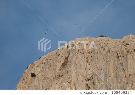 Flock of Alpine choughs. 108499354