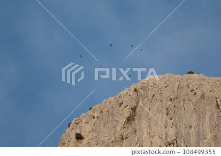 Flock of Alpine choughs. 108499355