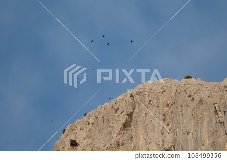 Flock of Alpine choughs. 108499356