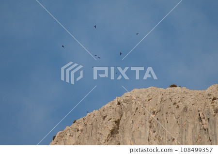Flock of Alpine choughs. 108499357