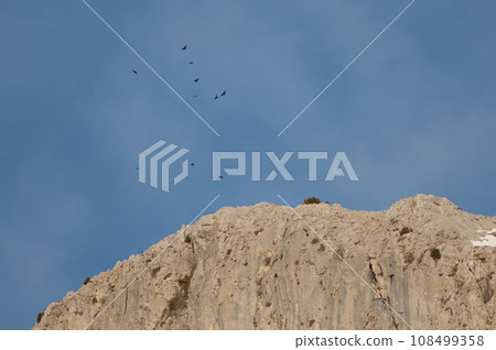 Flock of Alpine choughs. 108499358