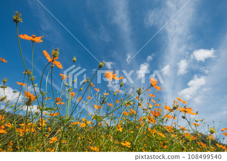 Orange cosmos and blue sky 108499540