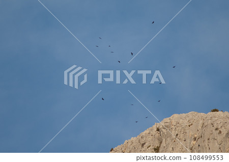 Flock of Alpine choughs. 108499553