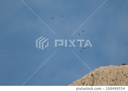 Flock of Alpine choughs. Flock of Alpine choughs. 108499554