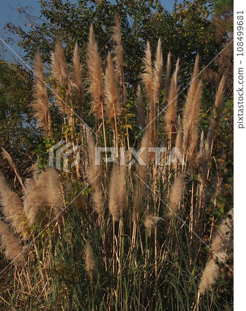 Ears of white reed swaying in the wind (pampas grass growing in a corner of the parking lot) 108499681