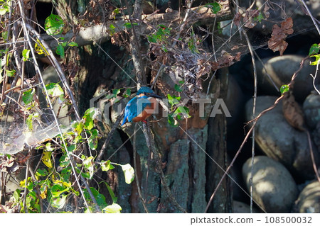 Kingfisher 108500032