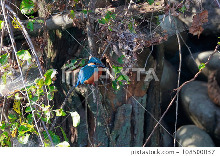 Kingfisher 108500037