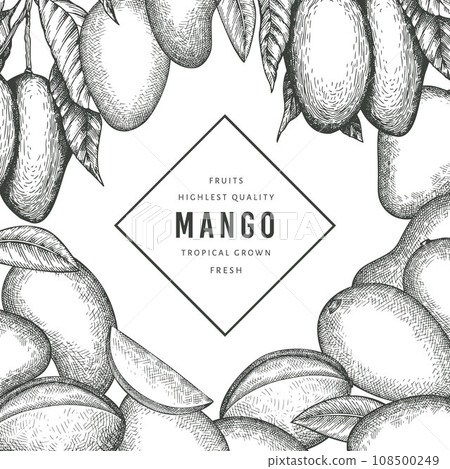 Hand drawn sketch style mango banner. Organic fresh fruit vector illustration. Retro mango fruit design template 108500249