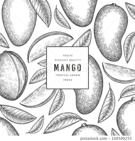 Hand drawn sketch style mango banner. Organic fresh fruit vector illustration. Retro mango fruit design template 108500255