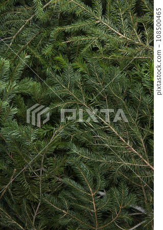 zoom on a pile of fir branches zoom on a pile of fir branches 108500465
