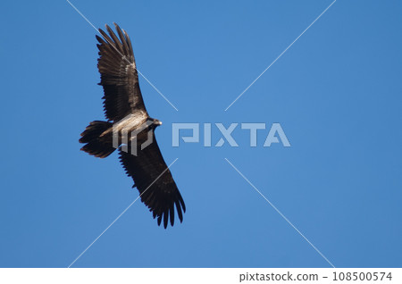 Bearded vulture. 108500574