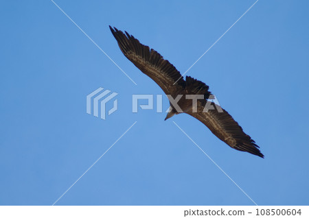 Griffon vulture in flight. 108500604