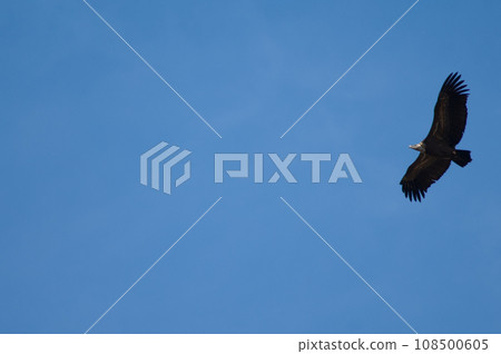 Griffon vulture in flight. 108500605