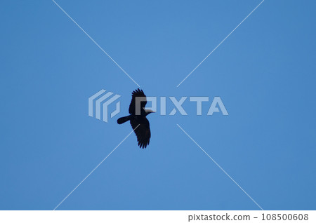 Carrion crow in fligh. 108500608