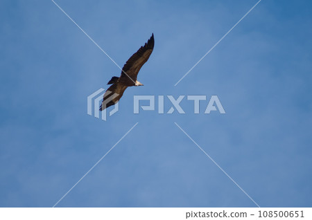 Griffon vulture in flight. 108500651