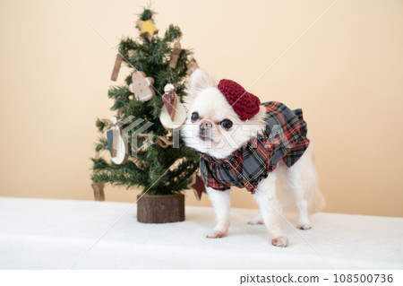 Christmas tree and Chihuahua Moo 108500736