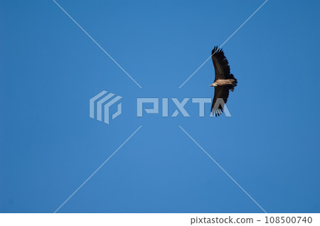 Griffon vulture in flight. 108500740