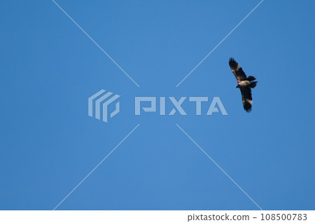 Bearded vulture. 108500783