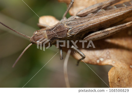 Grasshopper. Grasshopper. 108500829