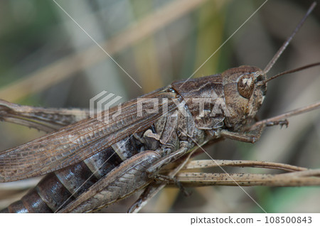 Grasshopper. 108500843