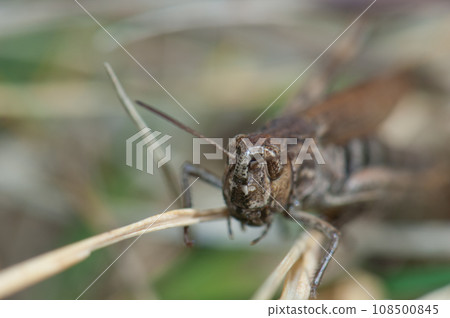 Grasshopper. 108500845