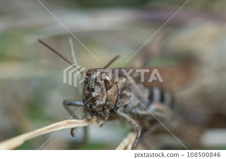 Grasshopper. Grasshopper. 108500846