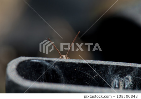 Antennas and head of grasshopper. Antennas and head of grasshopper. 108500848