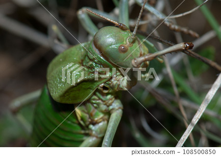 Grasshopper. 108500850