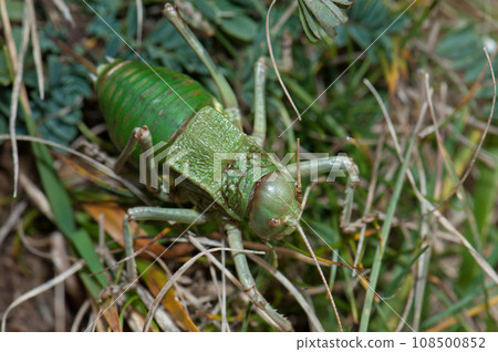 Grasshopper. Grasshopper. 108500852